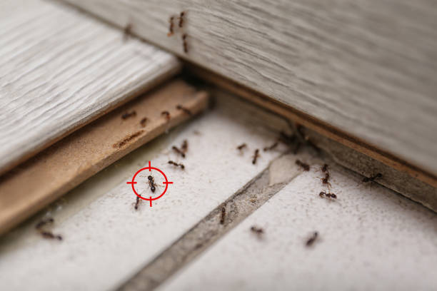 Best Mosquito Control Services  in Soh Salt Lake, UT