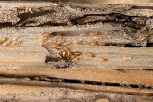Best Affordable Pest Control Services  in Soh Salt Lake, UT