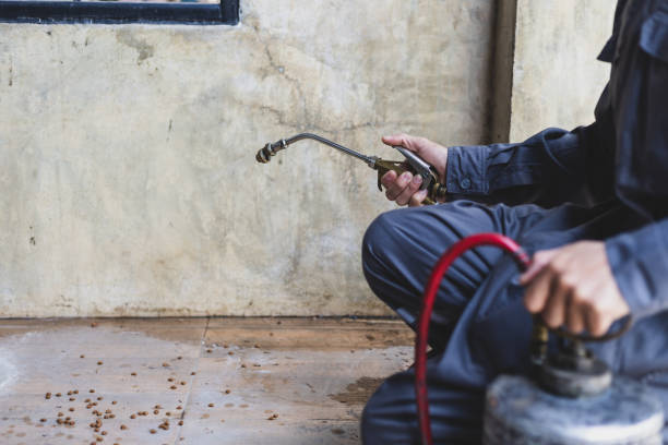 Best Flea Control Services  in Soh Salt Lake, UT